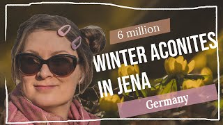 Winter Aconites in Jena Rautal - Local Travel Tip