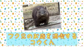 【wombat】フク兄のお庭を満喫するコウくん☆(Kou enjoyed in Fuku's garden)