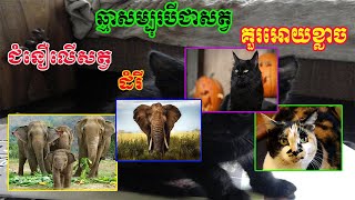 គួរអោយខ្លាចអំពីសត្វឆ្មាសម្បុរបី! នឹងជំនឿលើសត្វដំរី/Scary about three-colored cats! And belief in