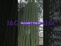 caryota urens kitul palm wine palm sago palm jaggery palm shorts