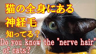 服を着せると歩けなくなる猫の理由が衝撃的！猫の毛にはセンサーがあった！【解説】 Do you know the \