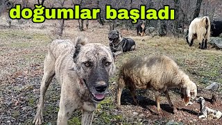 ZEMHERİ AYINDA BİR GÜN BİR GÜNÜ TUTMUYOR Yayla Dağları Karlı Köyde Yok