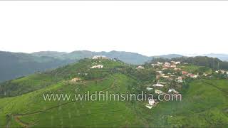 Nilgiris with tea gardens - fly over manager's bungalow