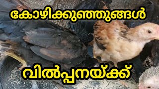 kozhi sale | ഒരു മാസം, രണ്ട് മാസം പ്രായമുള്ള കോഴിക്കുഞ്ഞുങ്ങൾ | Amaan kitchen