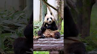 福宝贝每天吃笋的时候都那么可爱，好喜欢她的眼睛 #푸바오#panda #fubao #cute#animals