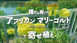 種から育てた【アフリカンマリーゴールド】で【寄せ植え】