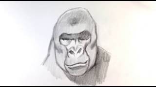 How to Draw HARAMBE Gorilla Easy for Kids | Cincinnati zoo Gorilla ... How to Draw HARAMBE Gorilla Easy for Kids | Cincinnati zoo Gorilla ...