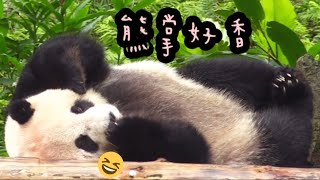 圓仔戶外上班的花式睡姿，圓仔怎麼那麼可愛🤣🤣🤣！|熊貓貓熊The Giant Panda Yuan Yuan and Yuan Bao|台北市立動物園