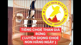 Tiếng Chòe Than Già Rừng CHUẨN HAY DÙNG ép luyện giọng Chim Non