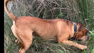 Boerboel Sully is a Busy Boy #boerboel #viral #trending #