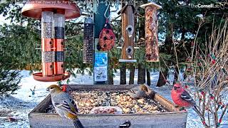 Pine Grosbeak Gets Aggressive, Claims Spot At The Ontario Feeders – Feb. 4, 2022