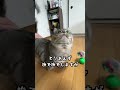 お留守番が寂しすぎた猫がこうなっちゃいましたw 猫　 ねこ　 マンチカン　 猫動画 猫のいる暮らし ねこのいる生活 猫好きさんと繋がりたい shorts cat