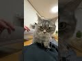 お留守番が寂しすぎた猫がこうなっちゃいましたw 猫　 ねこ　 マンチカン　 猫動画 猫のいる暮らし ねこのいる生活 猫好きさんと繋がりたい shorts cat