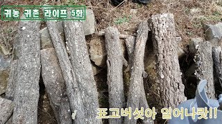 [귀농 귀촌 라이프 | Korea country Life] 5화 표고버섯 깨우기ㅎㅎㅎㅎ