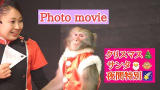 三和音　photo movie　神戸イルミナージュ夜間特別公演　2022年11月19日の風景　猿まわし🐵💝　二助企画