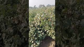 Rajput★Blogger Farming Blogs #agriculture #farmer #farming  #villagelife#indiafarmar#viralshorts