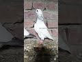 chuhay kabooter sialkoti chuhay kabuter sialkoti pigeons viral pigeon shortsfeed