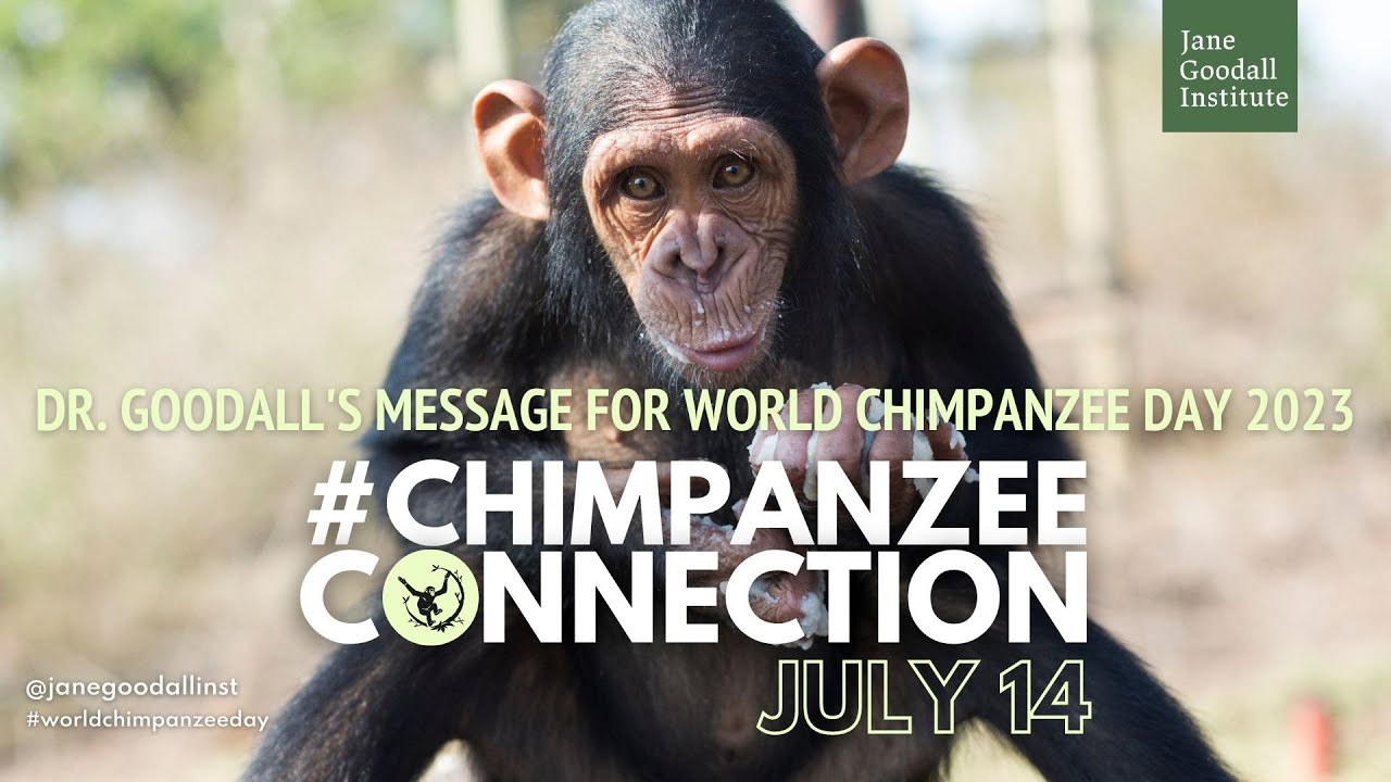 Dr Jane Goodall S Message For World Chimpanzee Day 2023 Youtube