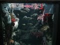 葛西臨海水族園　カナダ沿岸　　遊泳