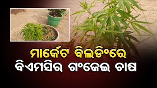 ମାର୍କେଟ ବିଲ୍ଡିଂରେ ବିଏମସିର ଗଞ୍ଜେଇ ଚାଷ | Odisha Reporter