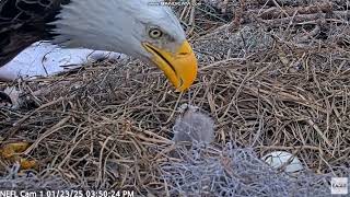 Bielik amerykański NEFL Eagle Nest  - Gabby karmi NE31 2025 01 23