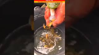 मछली अपने बच्चों का रक्षा कैसे करता है~#फिश #fish #youtube #trandingviralvideo