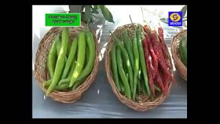 Pest management in Chilli cultivation_ ಮೆಣಸಿನಕಾಯಿ ಬೆಳೆಯಲ್ಲಿ ಕೀಟಗಳ ನಿಯಂತ್ರಣ