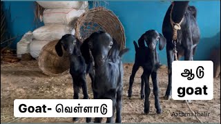 GOAT-ஆடு / வெள்ளாடு / கன்னி ஆடு /கொடி ஆடு / மேச்சேரி ஆடு / சென்னை சிவப்பு ஆடு, matrum pala…..