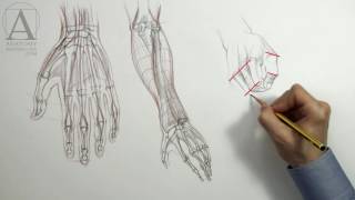 Drawing Hands - Anatomy Master Class for figurative artists