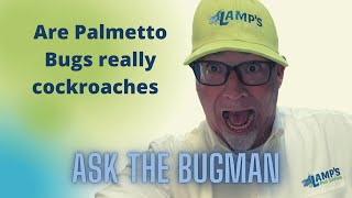 Are Palmetto Bugs Really Cockroaches / Pest Control Lexington SC