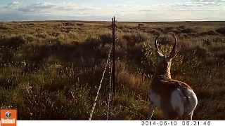 Pronghorn on Camera Trap at APR