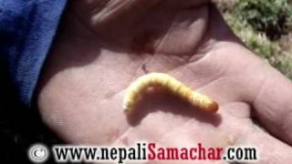 Live Yarsagumba, Cordyceps sinensis, jhar kira.mp4