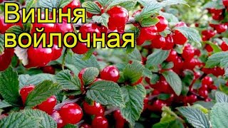 Вишня войлочная. Краткий обзор, описание характеристик, где купить саженцы, крупномеры