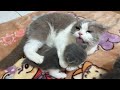 Cat Giving Birth: The father cat hugs and cuddles the kitten.