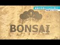 【bonsai】外国人に大人気！1500万円の盆栽が！