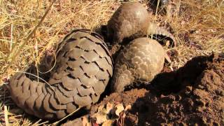 Tikki Hywood Trust: 3 Pangolins digging