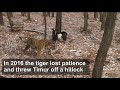 russian goat who made unlikely friends with tiger dies afp