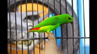 Denak Burung Serindit Dada Merah Blue Crowned Hanging Parrot Hd