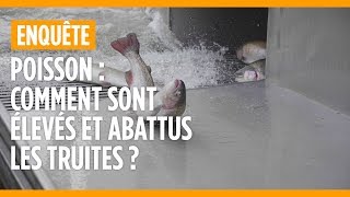 Poisson : comment sont élevées les truites en France ?