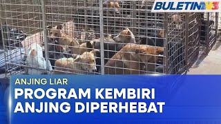 ANJING LIAR | Kempen Kembiri Kawal Pembiakan Anjing Di Johor Bahru