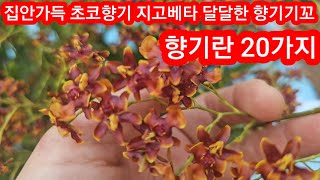 24시간향기초코환타지아 기꼬 지고베타 긴기아난 동백 레드돌