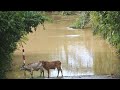 Terengganu dilanda banjir, dua pusat pemindahan dibuka di Setiu