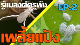 [รู้แมลงศัตรูพืช...ตอนที่ 2]เพลี้ยแป้ง...ลักษณะ วงจรชีวิต การทำลายใบพืช สารกำจัด