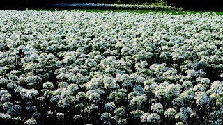 2018.09大溪韭菜花海盛開花況! Leek Blossom