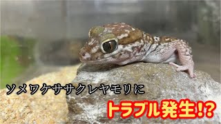 【爬虫類飼育】ソメワケササクレヤモリにトラブル発生！【自戒】