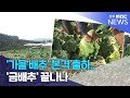 '가을 배추' 본격 출하.. '금배추' 끝나나 | 전주MBC 241110 방송