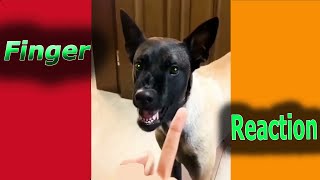 Dogs Really Hates Middle Finger / Funny Dog Reaction