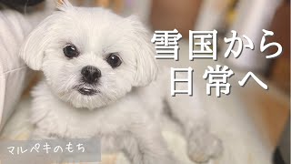 【年末年始vlog#4】愛犬マルペキと多くの初体験をした雪国から日常へ戻っていったら最高にエモかった【マルチーズ×ペキニーズ】