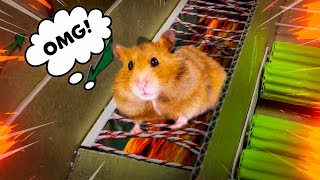 🐹 Hamster Escapes the Awesome Maze for Pets in Real Life! - Hamster stories