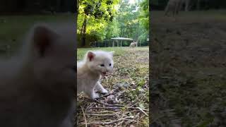 Baby kitten meowing for mom to rescue him